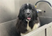 Ella OFA, a female Newfoundland for sale in Lake City, MI – Photo 5 of 8