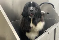 Ella OFA, a female Newfoundland for sale in Lake City, MI – Photo 8 of 8