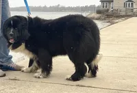 Ella OFA, a female Newfoundland for sale in Lake City, MI – Photo 3 of 8
