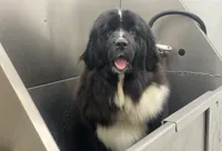 Ella OFA, a female Newfoundland for sale in Lake City, MI – Photo 1 of 8