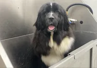 Ella OFA, a female Newfoundland for sale in Lake City, MI – Photo 2 of 8