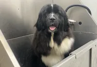 Ella OFA, a female Newfoundland for sale in Lake City, MI – Photo 7 of 8