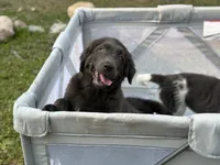 Maddie OFA, a female Newfoundland for sale in Lake City, MI – Photo 5 of 10