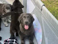 Maddie OFA, a female Newfoundland for sale in Lake City, MI – Photo 7 of 10