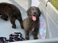 Maddie OFA, a female Newfoundland for sale in Lake City, MI – Photo 1 of 10
