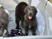 Maddie OFA, a female Newfoundland for sale in Lake City, MI – Photo 8 of 10