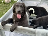 Maddie OFA, a female Newfoundland for sale in Lake City, MI – Photo 10 of 10