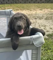 Maddie OFA, a female Newfoundland for sale in Lake City, MI – Photo 4 of 10