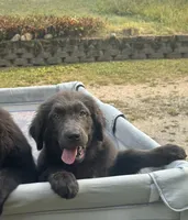 Maddie OFA, a female Newfoundland for sale in Lake City, MI – Photo 3 of 10