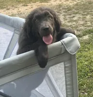 Maddie OFA, a female Newfoundland for sale in Lake City, MI – Photo 2 of 10