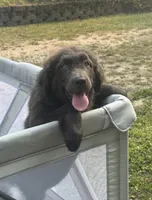 Maddie OFA, a female Newfoundland for sale in Lake City, MI – Photo 9 of 10