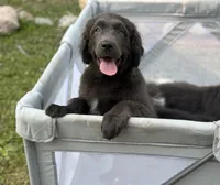 Maddie OFA, a female Newfoundland for sale in Lake City, MI – Photo 6 of 10