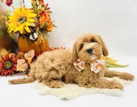 Parker OFA, a male Cavapoo for sale in Lake City, MI – Photo 2 of 10