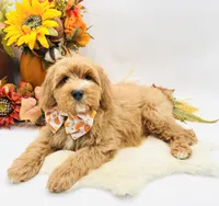 Parker OFA, a male Cavapoo for sale in Lake City, MI – Photo 9 of 10