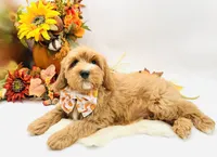 Parker OFA, a male Cavapoo for sale in Lake City, MI – Photo 10 of 10