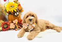 Parker OFA, a male Cavapoo for sale in Lake City, MI – Photo 7 of 10