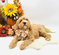 Parker OFA, a male Cavapoo for sale in Lake City, MI – Photo 3 of 10