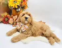 Parker OFA, a male Cavapoo for sale in Lake City, MI – Photo 8 of 10