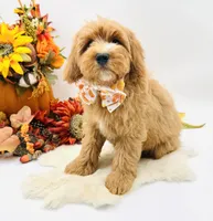 Parker OFA, a male Cavapoo for sale in Lake City, MI – Photo 6 of 10