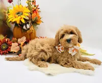 Parker OFA, a male Cavapoo for sale in Lake City, MI – Photo 4 of 10