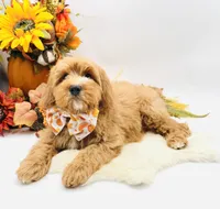 Parker OFA, a male Cavapoo for sale in Lake City, MI – Photo 5 of 10