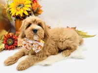 Parker OFA, a male Cavapoo for sale in Lake City, MI – Photo 1 of 10