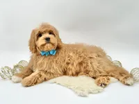Harley OFA, a male Cavapoo for sale in Lake City, MI – Photo 7 of 10