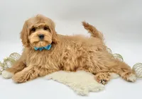 Harley OFA, a male Cavapoo for sale in Lake City, MI – Photo 5 of 10