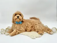 Harley OFA, a male Cavapoo for sale in Lake City, MI – Photo 2 of 10