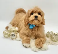 Harley OFA, a male Cavapoo for sale in Lake City, MI – Photo 9 of 10