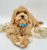 Harley OFA, a male Cavapoo for sale in Lake City, MI – Photo 3 of 10