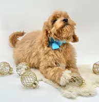Harley OFA, a male Cavapoo for sale in Lake City, MI – Photo 6 of 10
