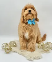 Harley OFA, a male Cavapoo for sale in Lake City, MI – Photo 8 of 10