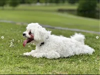 Leo, a male Maltese for sale in Little Rock, AR – 2 of 3