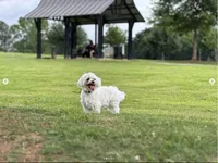 Leo, a male Maltese for sale in Little Rock, AR – 3 of 3