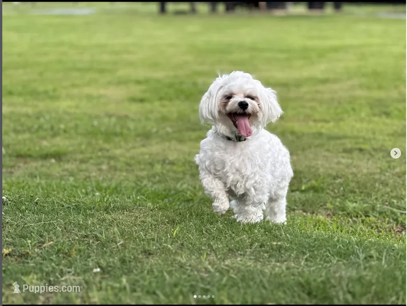 Leo – Maltese puppy for sale in Little Rock, AR