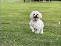 Leo, a male Maltese for sale in Little Rock, AR – 1 of 3