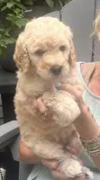 Honey, a female Goldendoodle for sale in Hattiesburg, MS – 1 of 2