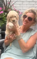 Honey, a female Goldendoodle for sale in Hattiesburg, MS – 2 of 2