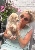 Clover, a female Goldendoodle for sale in Hattiesburg, MS – 2 of 2