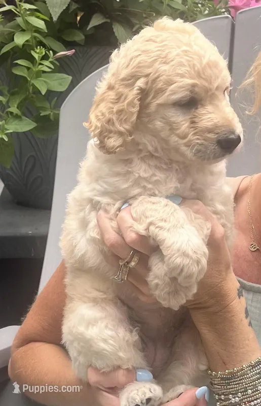 Clover – Goldendoodle puppy for sale in Hattiesburg, MS