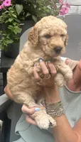 Sprout, a male Goldendoodle for sale in Hattiesburg, MS – 1 of 2