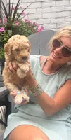 Sprout, a male Goldendoodle for sale in Hattiesburg, MS – 2 of 2