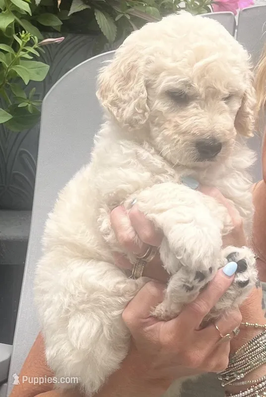 Blosssom – Goldendoodle puppy for sale in Hattiesburg, MS