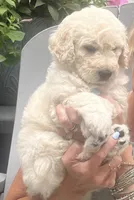 Blosssom, a female Goldendoodle for sale in Hattiesburg, MS – 1 of 2