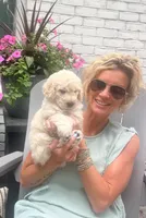 Blosssom, a female Goldendoodle for sale in Hattiesburg, MS – 2 of 2