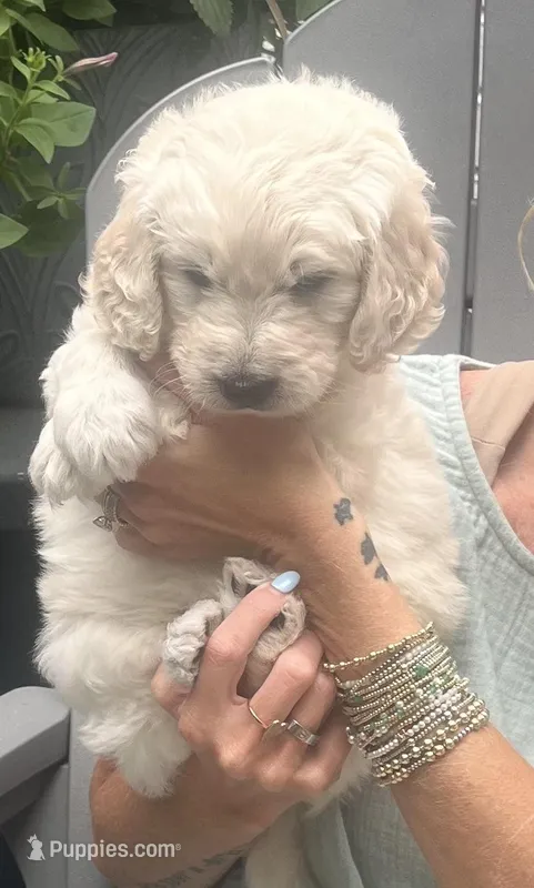 Briar – Goldendoodle puppy for sale in Hattiesburg, MS