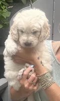 Briar, a male Goldendoodle for sale in Hattiesburg, MS – 1 of 2