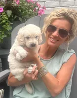 Briar, a male Goldendoodle for sale in Hattiesburg, MS – 2 of 2