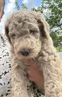 Daisy , a female Poodle - Standard  for sale in Tampa, FL – 6 of 10